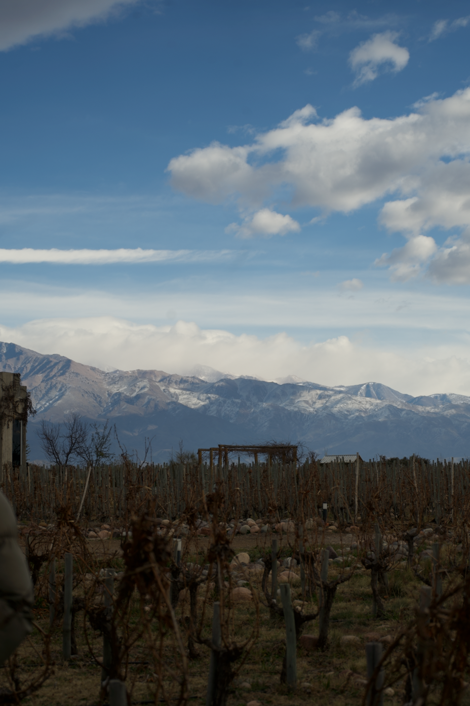 Vineyard