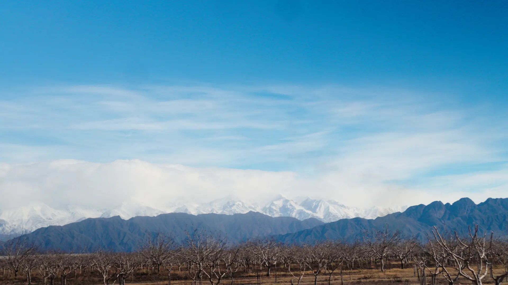 Snow-capped Andes above the vineyards of Mendoza in winter